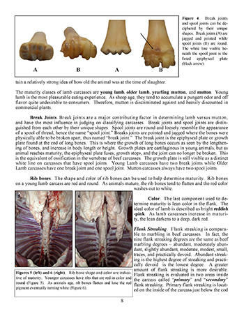 Lamb Carcass Evaluation Manual p8